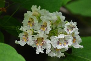 2025-06279223 Broad Meadow Brook, MA